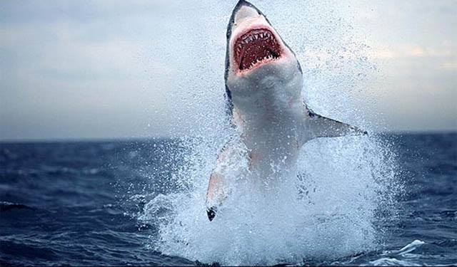 Con mồi ưa thích của cá mập trắng lớn là các loài thú chân màng như hải cẩu, sư tử biển. Ngoài ra chúng còn ăn cá, các loại cá mập nhỏ hơn, cá voi, cá heo, rùa và xác động vật chết trôi nổi trên biển.